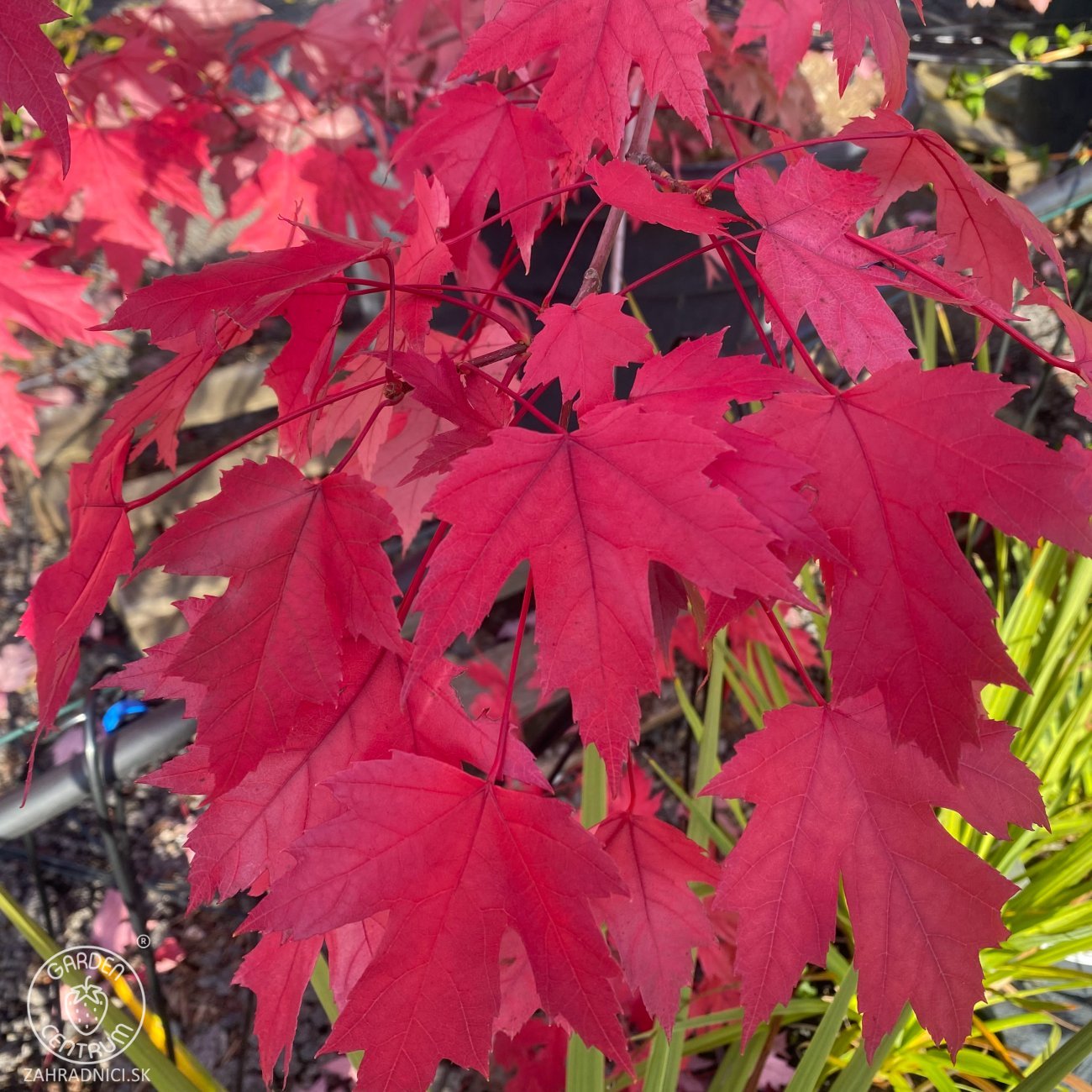 Obrázok Javor freemanov (Acer Freemanii) JEFFERSRED ´AUTUMN BLAZE´® - výška 80-100 cm, kont. C5L